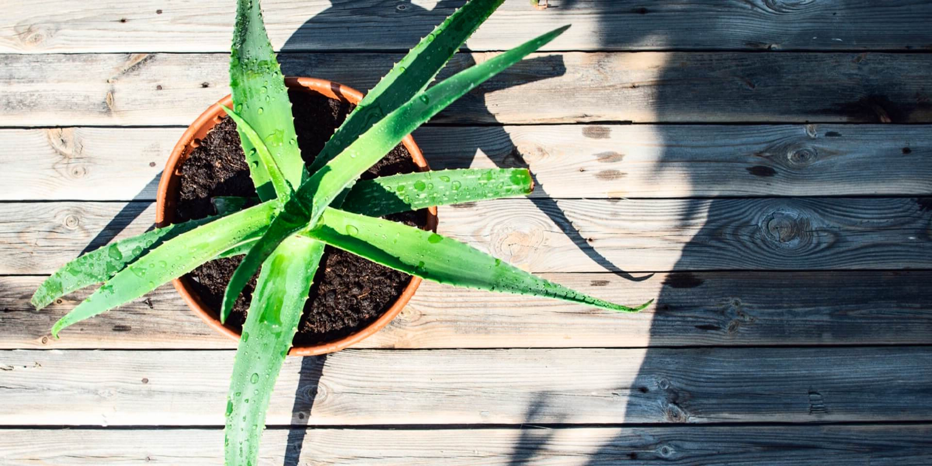 applying aloe vera